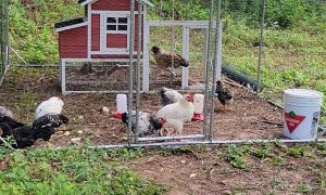 Chicken Uses Swing