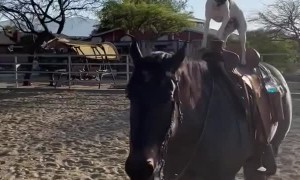 Jack Russell Rides Horse Friend