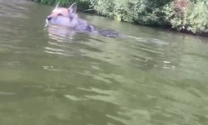Dog Jumping Off Paddleboard Sends Owner into the Water