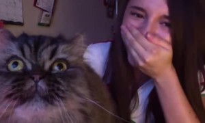 Cat Interrupts Opera Session to Sing