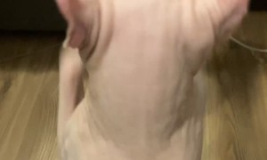 Elf Cat Gets Mad at Mirror