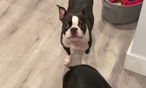 Boston Terrier Is Down With the Sickness