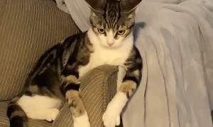 Cat Confused by Sound of Electric Toothbrush