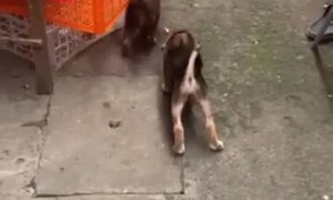 Pup Doesn't Want to Share