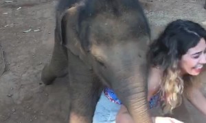 The Day I Was Run Over by a Baby Elephant