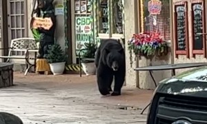 Bear Chased Out of Town by Pizza Restaurant Worker