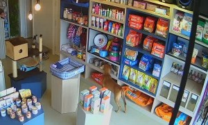 Stray Dog Snags Bone From Veterinary Clinic