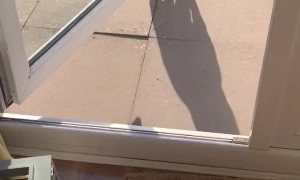 French Bulldog Revving up for a Zoomie