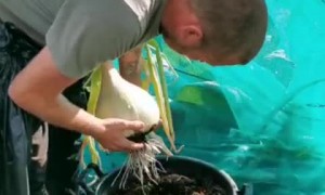 Weighing One Giant Onion