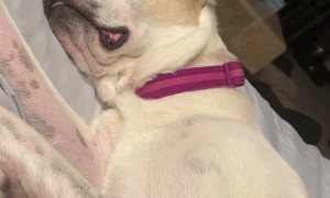 Sleeping Doggo Makes Cartoon Snoring Sound