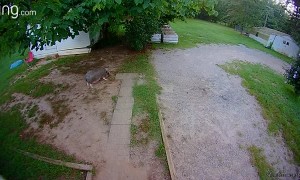 Feeding Frenzy Causes Morning Fall