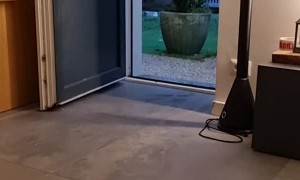 American Bullies Running Through Door Have No Breaks