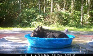 Bear Goes Full Zen After Winning Battle for Kiddie Pool