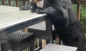 Bear Drinks Coffee on the Deck