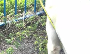 Golden Pupper Finds Herself in a Predicament