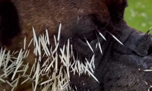 Poor Pooch Needs Porcupine Quills Removed