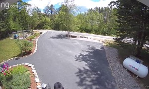 Bear Steals This Week's Groceries