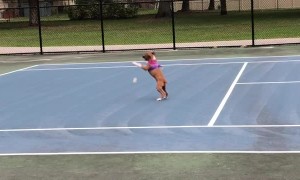 Boxer Puppy Bounces With Ball