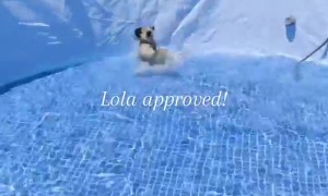 Pug Approves of New Pool