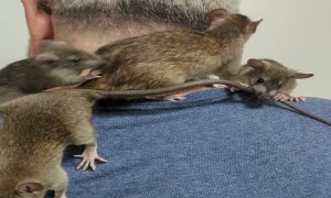 Rat Siblings Get Rowdy on Owner's Shoulder
