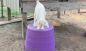 Joy the Baby Goat is an Excellent Jumper