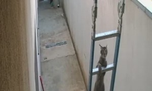 Cat Follows Guy Going Up Ladder