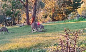 Kangaroo Teaches Joey How to Defend Itself
