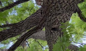 Salty Squirrel Sprinkles Spectator