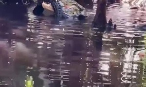 Giant Alligator Eats Smaller Gator