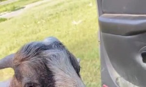 Marvin Always Wants to Tag Along