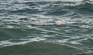 Woman Attempts to Rescue an Inflated Puffer Fish