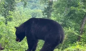 Male Black Bears Brawl on Highway