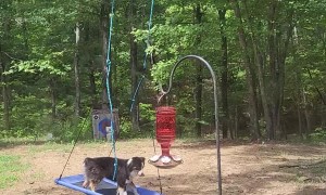 Australian Shepherd Entertains Himself on Swing