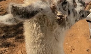Poor Llama Bumped By Mirror