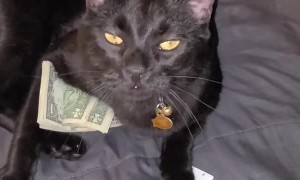 Kitty Steals Cash