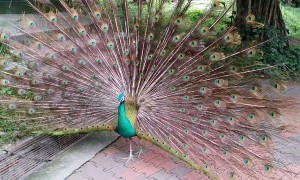Peacock Shows Plumage While Person Whistles