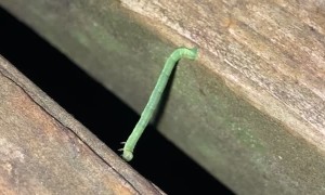 Campers Celebrate Inch Worm's Epic Effort