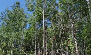 Tree Felling Threatens Trailer