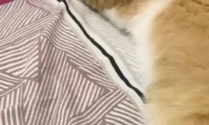 Cat Donkey Kicks Owner Over Personal Space