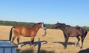 Boris the Horse Gets Caught Removing Friends Fly Mask