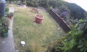 Fox Has Fun with Gardening Croc