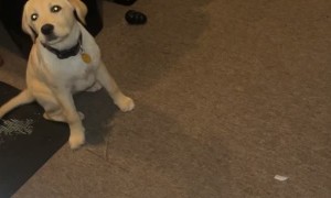 Demon? Dog? You Pick!