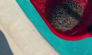 Hedgehog Saved From Swimming Pool