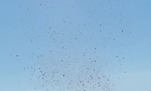 Dust Devil Creates Incredible Column of Hay