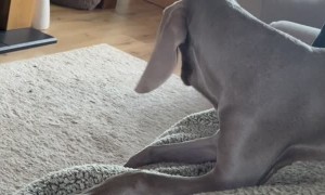Weimaraner Tries to Catch His Own Ears