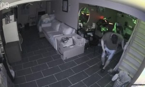 Puppy Suddenly Falls Down Stairs