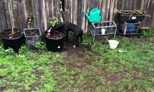 Neighbor Dogs Play Fetch Together