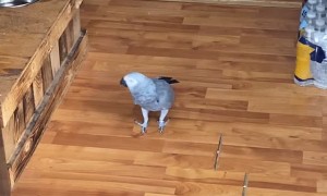 African Grey Parrot Cusses at Cat