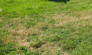 Horse Doesn't Know What to Think of Boots