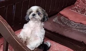 Dog Waits for Her Turn to Dance
